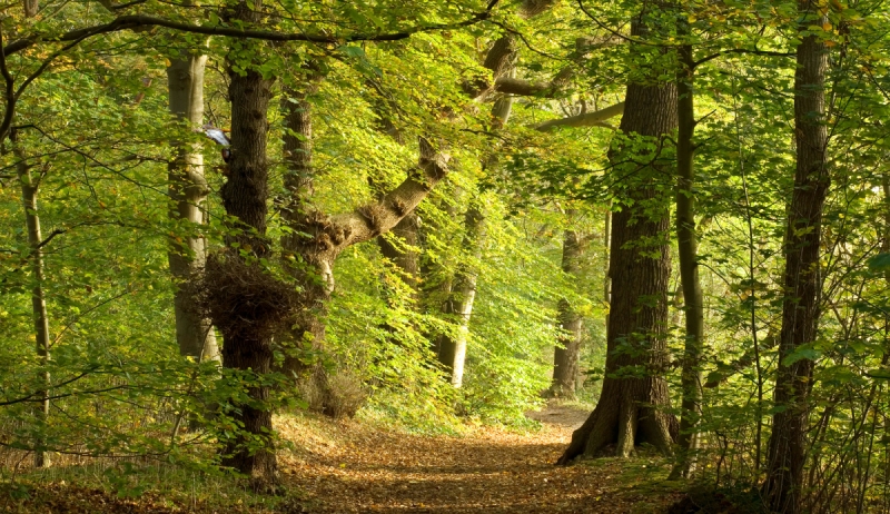 Natuurscorebord: de slimme versneller van ecologisch stikstofonderzoek